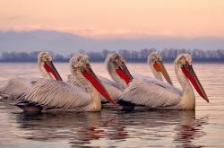 开云体育下载-罗德里戈完美发挥引领埃及战胜芬兰，一场足球盛宴的华丽篇章