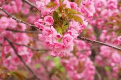 开云APP-哈登式节奏掌控，辽宁队末节发力击溃老鹰