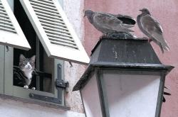 开云体育中国-德罗赞压哨绝杀，制胜一击，从绝境到传奇