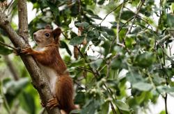 开云体育-詹姆斯攻防两端尽显统治力，独行侠主场稳稳击败猛龙