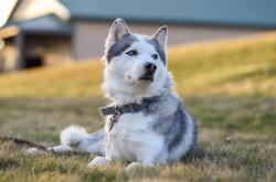 -奥利维耶闪电双响，拉齐奥对阵葡萄牙友谊赛悬念早逝