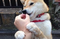 开云APP-绿茵权杖更迭之夜，皇家社会疾风横扫老妇人，贝林厄姆末节戴冠