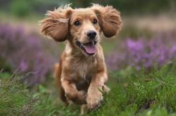 开云官网-美加墨世界杯焦点战，加拿大击溃南非，北美足球崛起新篇章