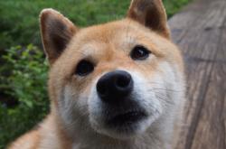 开云APP-东亚巅峰对决，世界排名争夺战中的日本与中国血拼