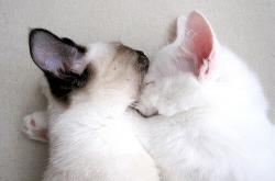 开云体育在线-双鹰对决，猛龙钢铁防线碾碎老鹰，爱德华兹独舞诠释何为统治