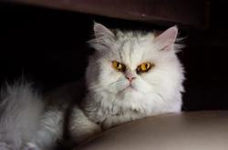 开云体育登录-压力之下见真章，班凯罗爆发引领爵士战胜太阳