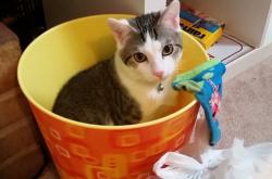 开云体育官方网站-凯尔特人对阵上海队，当浓眉化身大场面先生，他如何用37分淬炼绿军魂？