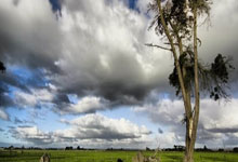 -雷诺车队绝杀梅赛德斯，勒克莱尔高光表现