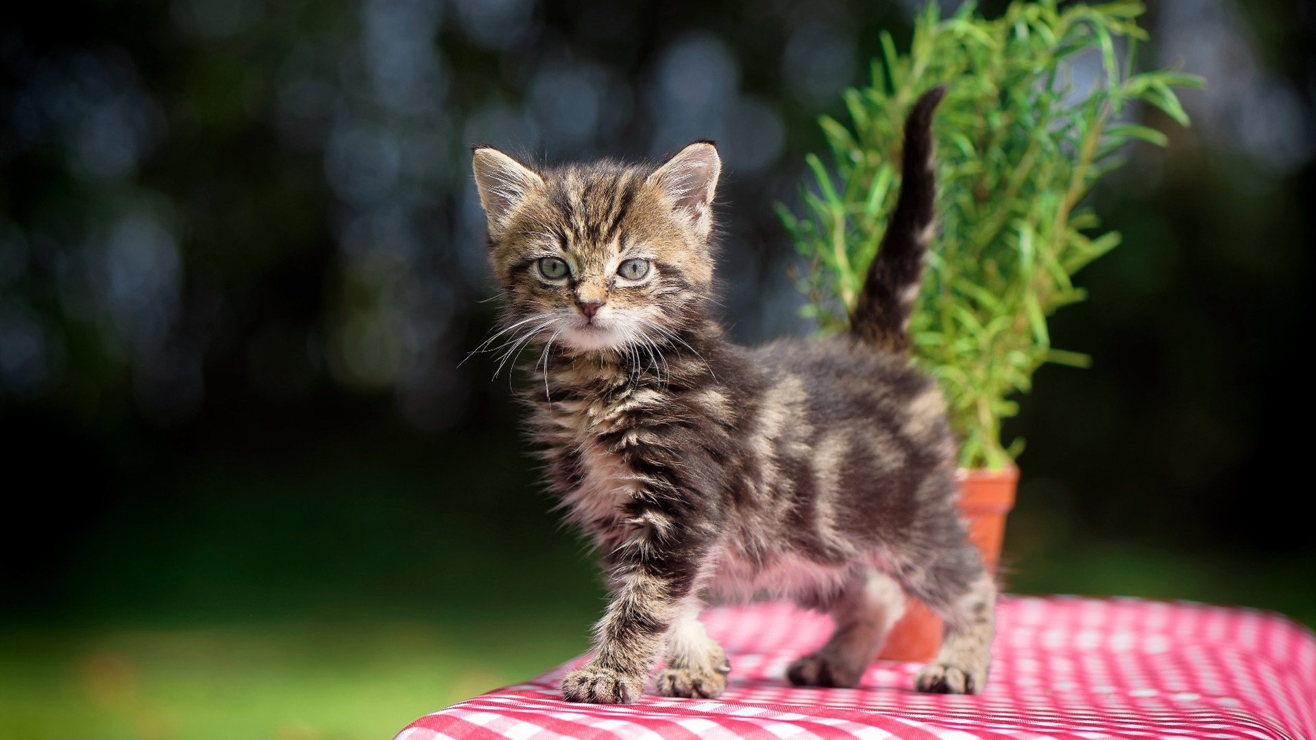 掘金血拼黄蜂 伦纳德成为关键先生