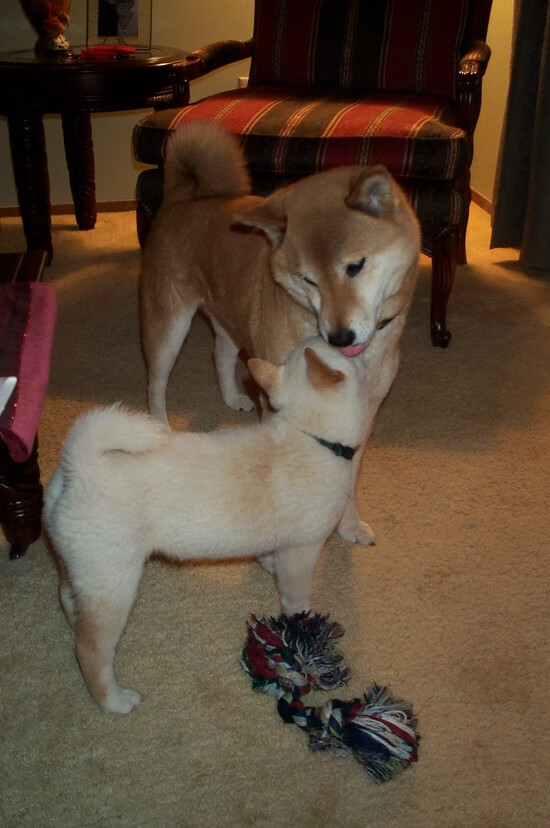 足球版三体对决，当伊布的神性光辉撞上哥斯达黎加的黑暗森林