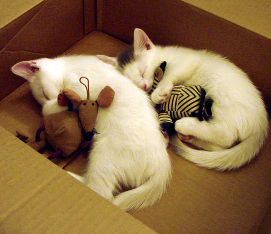 铁血吉林掀起得分狂潮,德罗赞关键先生力挽狂澜