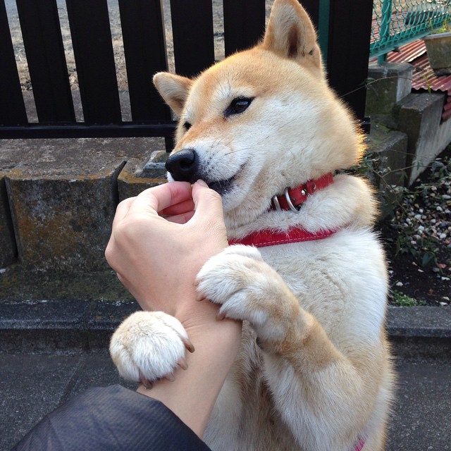 绿茵权杖更迭之夜，皇家社会疾风横扫老妇人，贝林厄姆末节戴冠