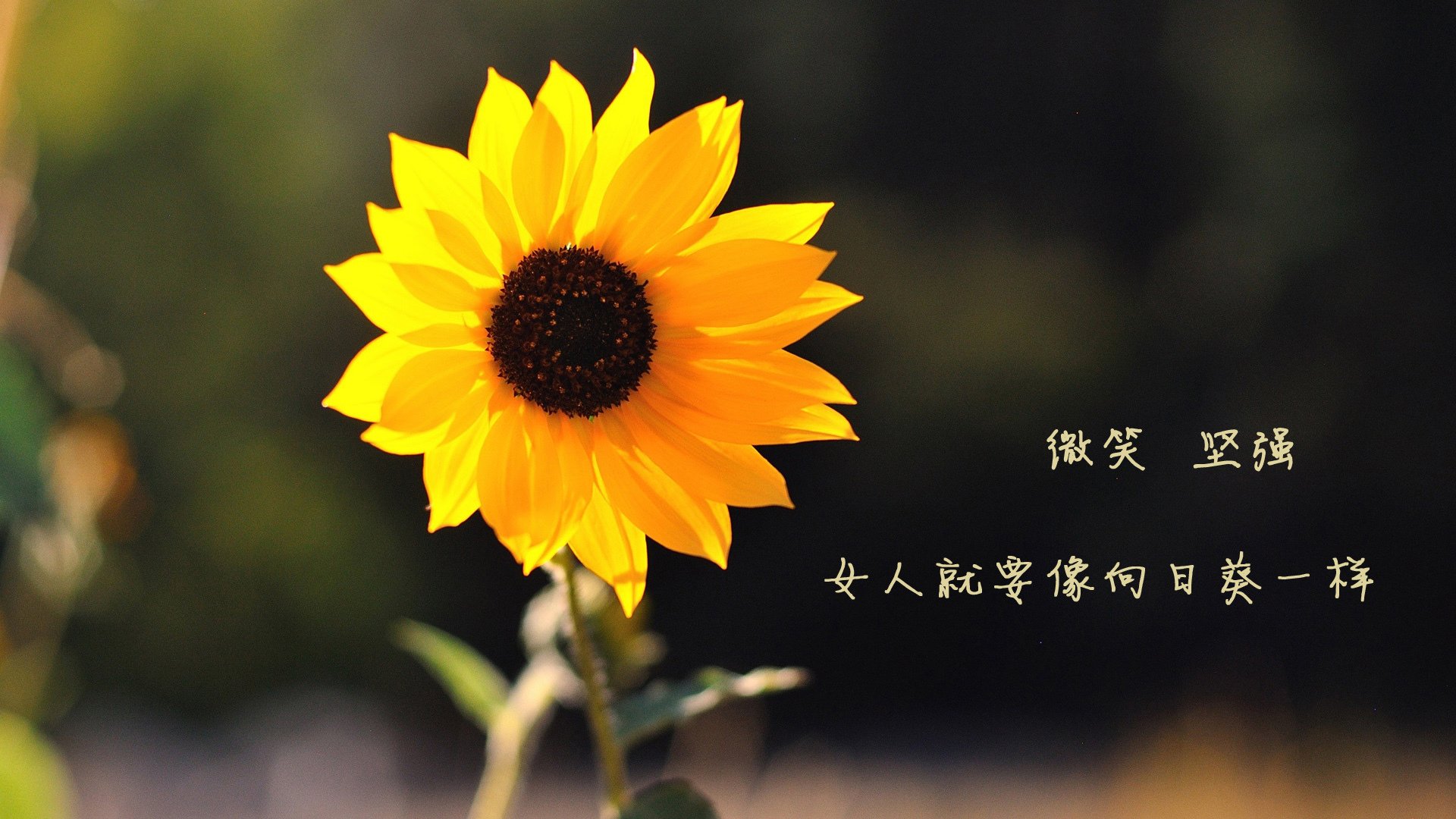 浓眉狂轰39+17统治内线，魔术队鏖战过关吉林晋级八强