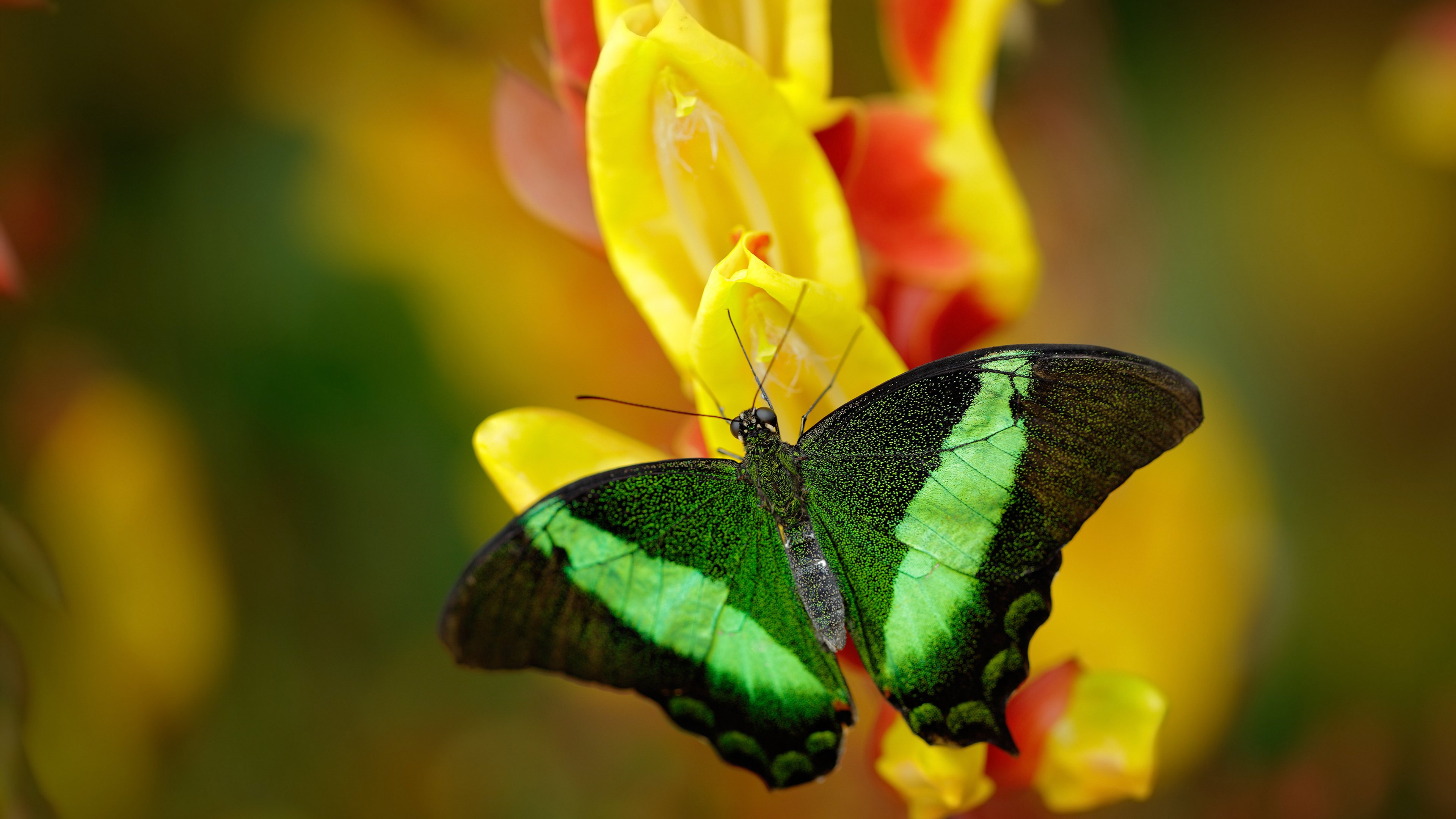 当引擎轰鸣遇见篮球呼啸,现代竞技的火力压制哲学
