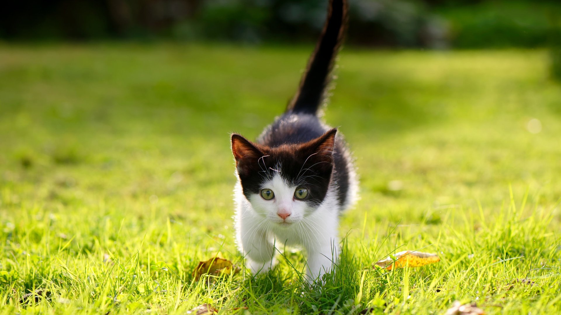 东决关键战之夜，字母哥如何化身交响乐指挥家