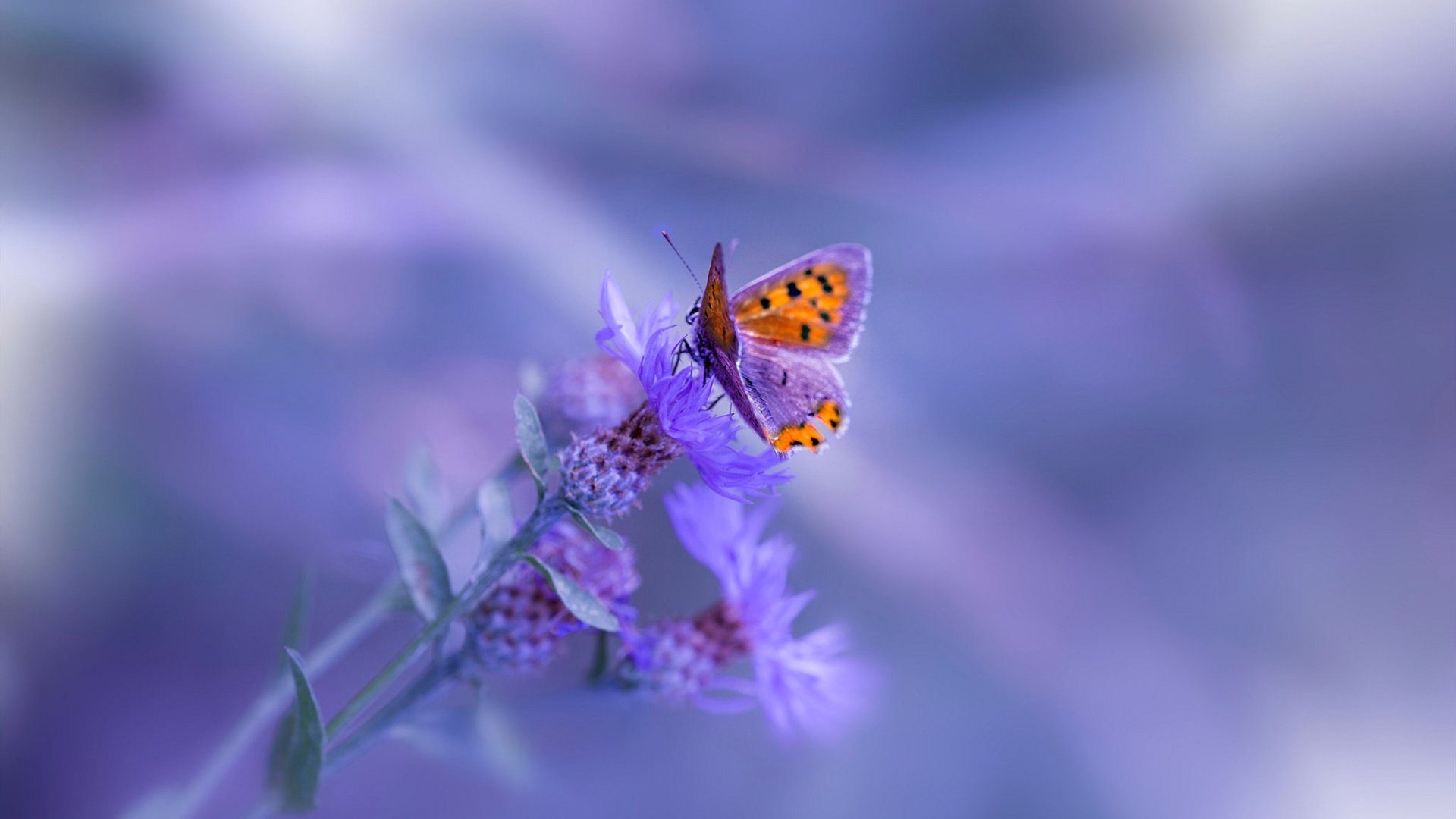 猛龙关键战力克广东，班凯罗决胜时刻展巨星风采