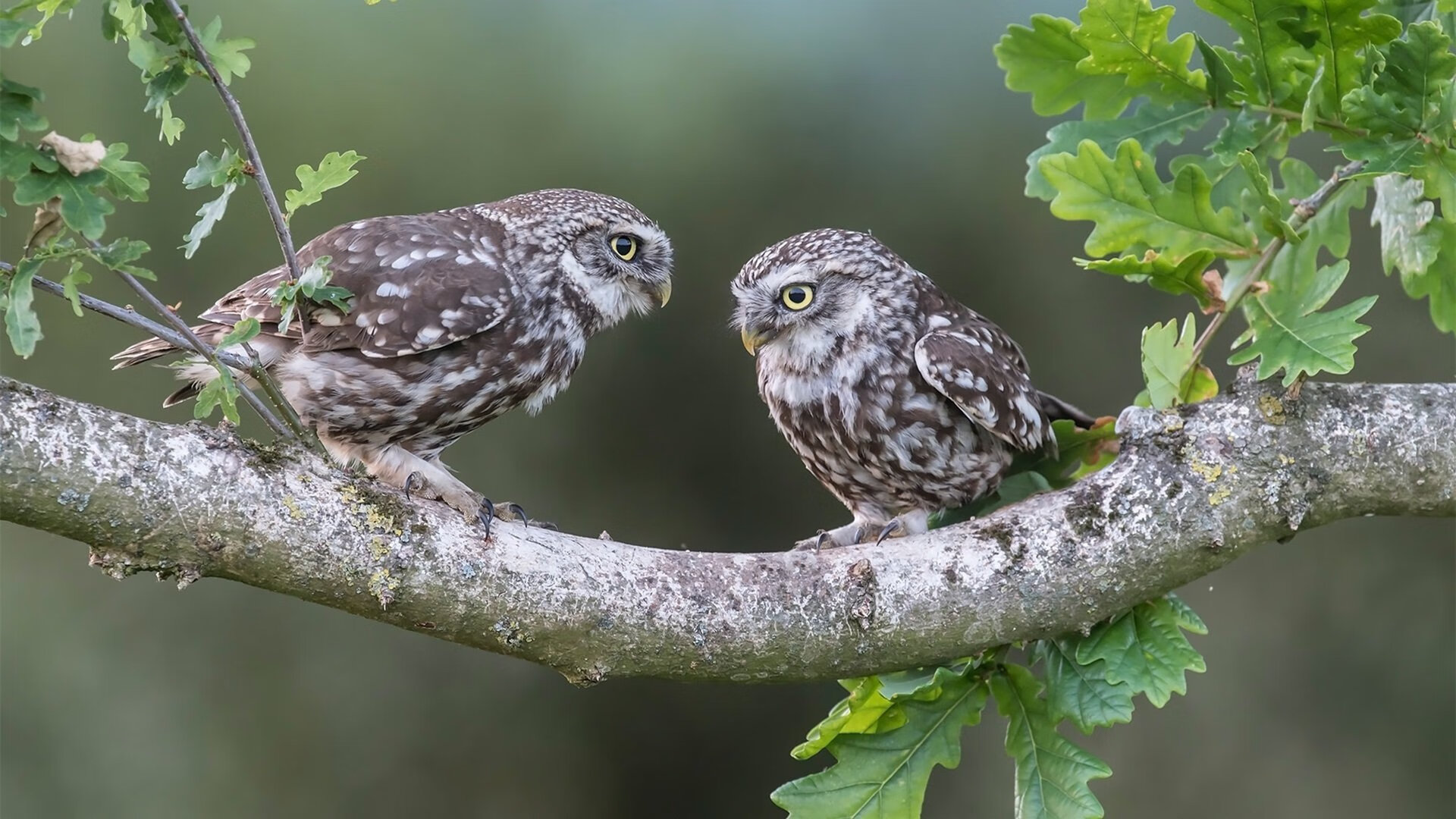 足球风云,尼日利亚冲垮贝蒂斯,莱奥在德甲争冠战接管比赛