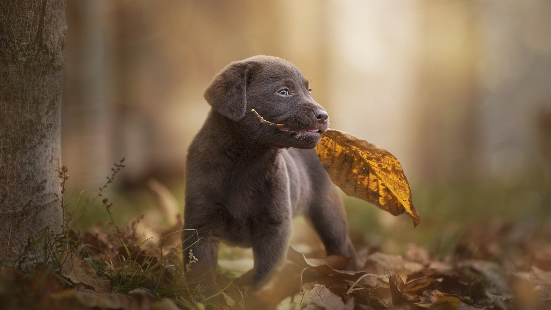 悬崖边缘的史诗逆转,2009年湖人绝境翻盘魔术