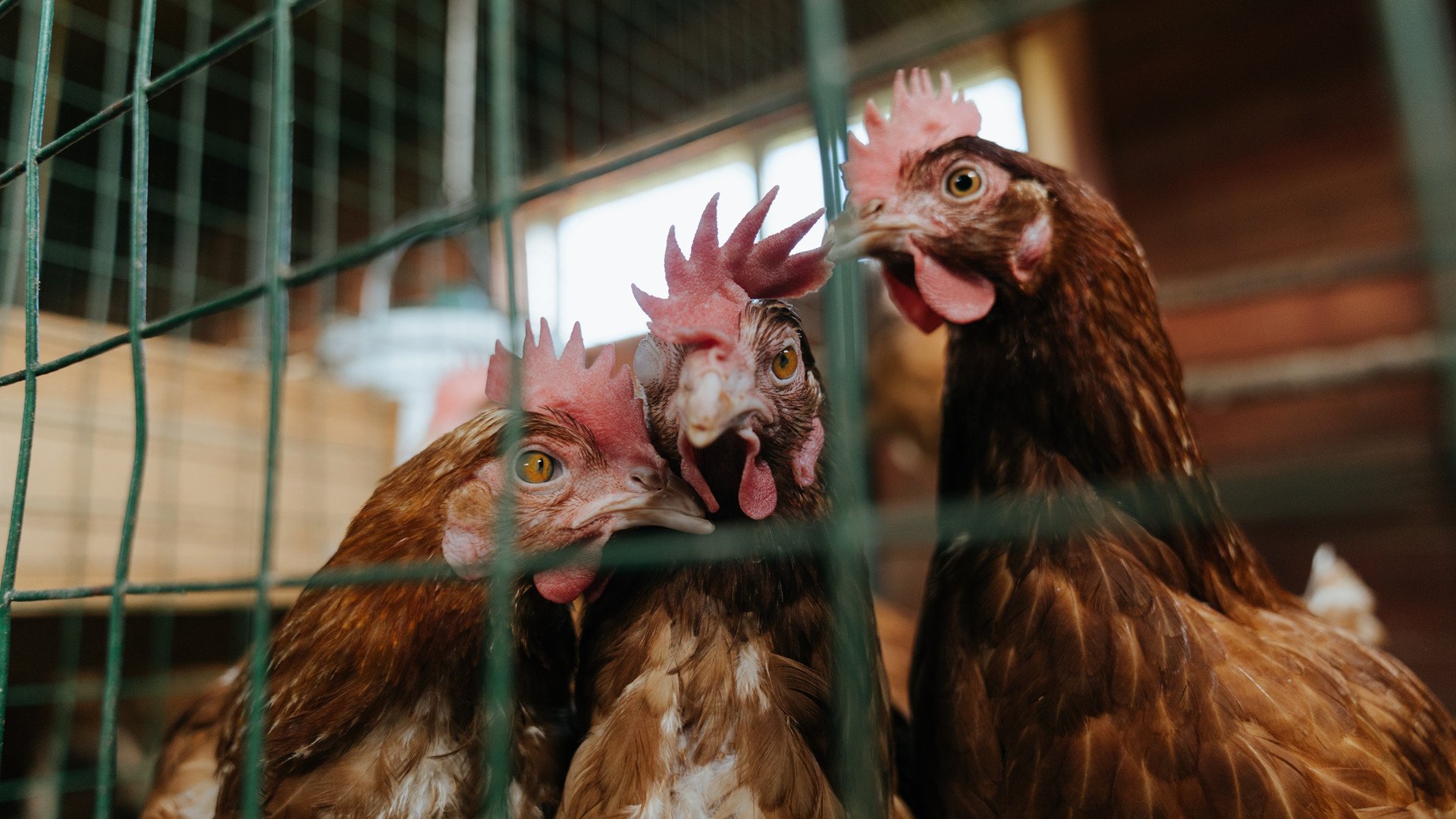 帕尔默导演梦剧场之夜,国际米兰掀翻莱比锡红牛,谁才是真正的主角?