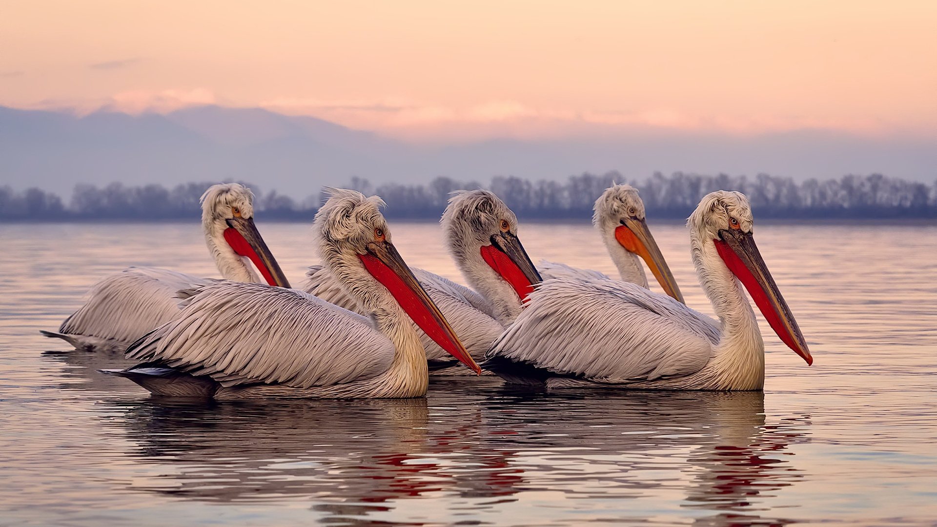 罗德里戈完美发挥引领埃及战胜芬兰,一场足球盛宴的华丽篇章