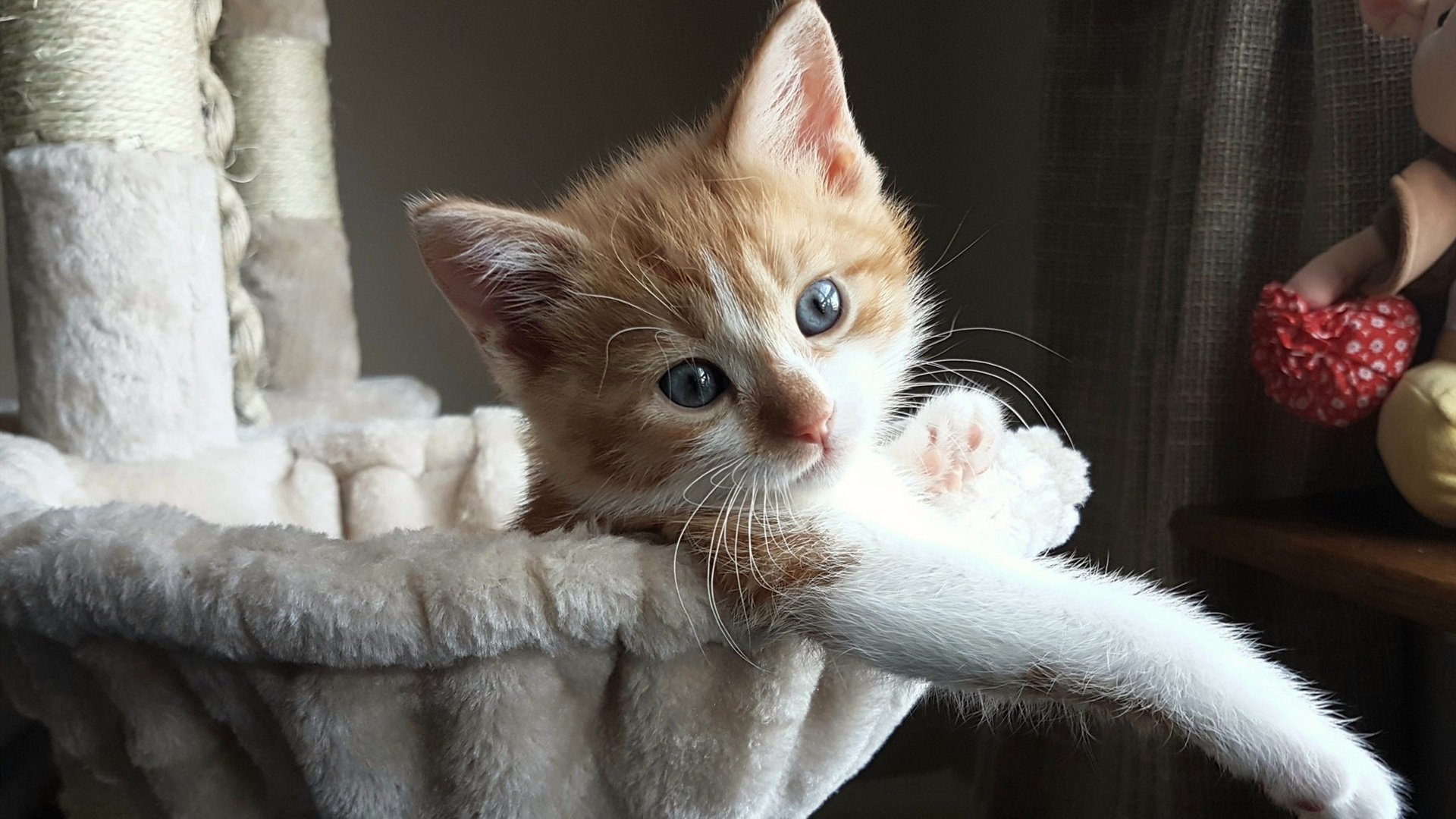 年度焦点之战，罗马闪电攻势击溃喀麦隆